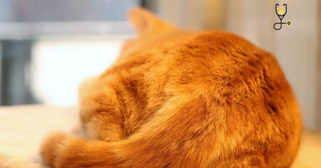 11 Reasons Why Do Cats Show Their Butts?