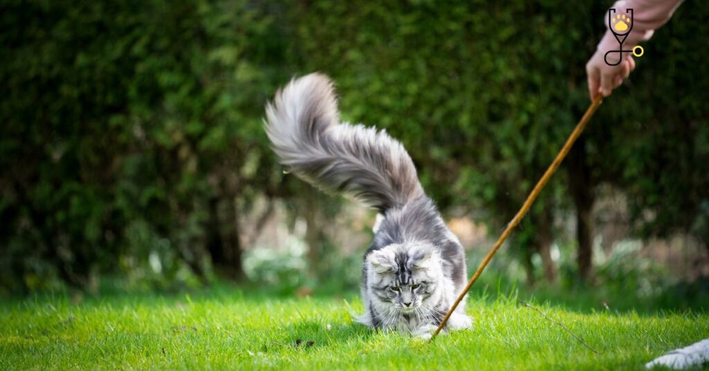 Why Do Cats Wag Their Tails?