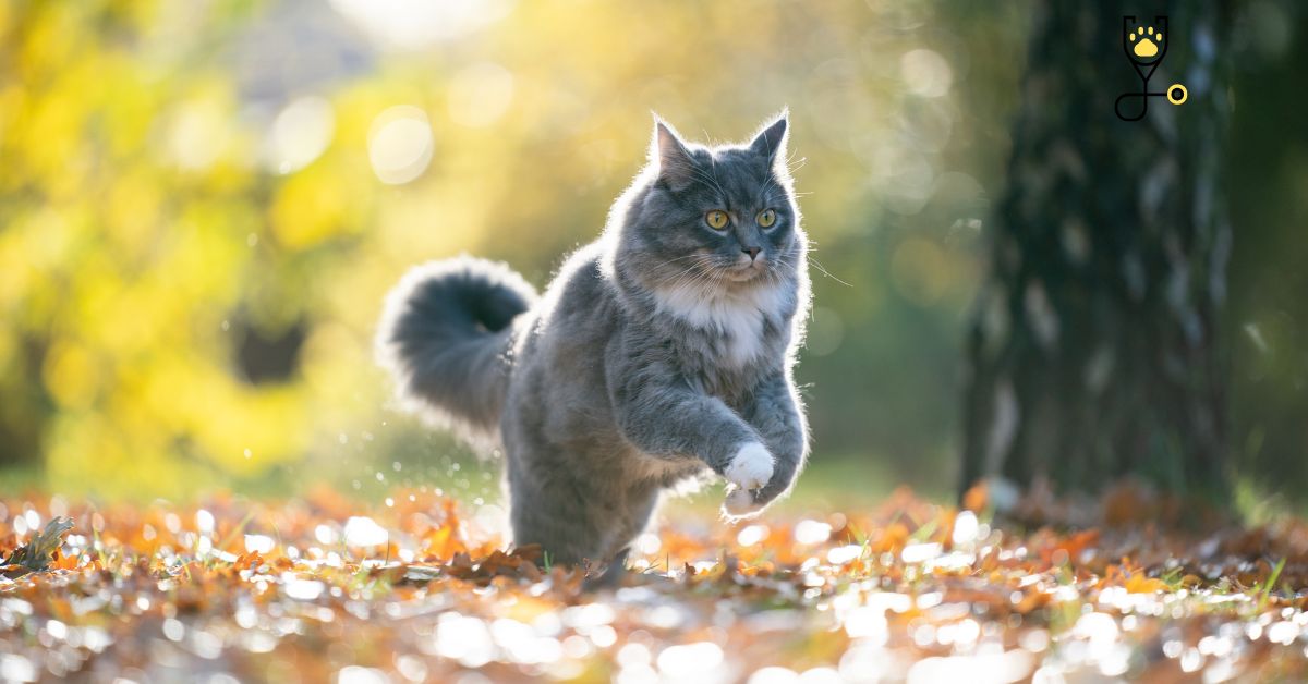 12 Reasons Why Do Cats Wag Their Tails? - Go Kitties