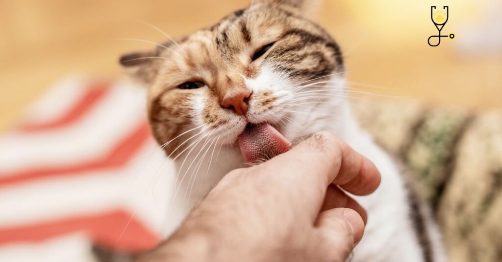 Why Does My Cat Lick Me?