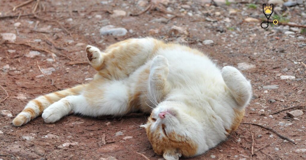 Why Your Cat Is Rolling Around on Its Back?