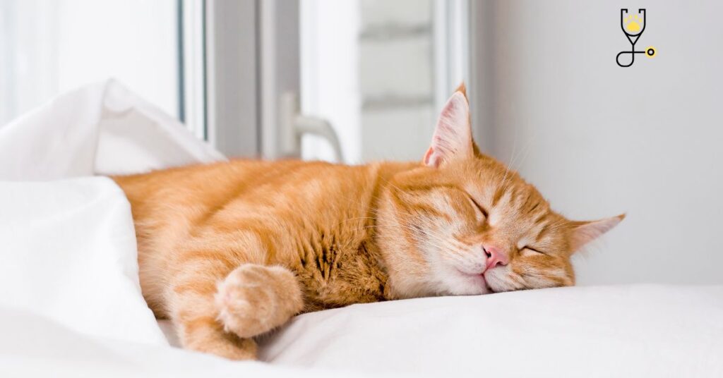 Why Your Cat Sleeps So Much