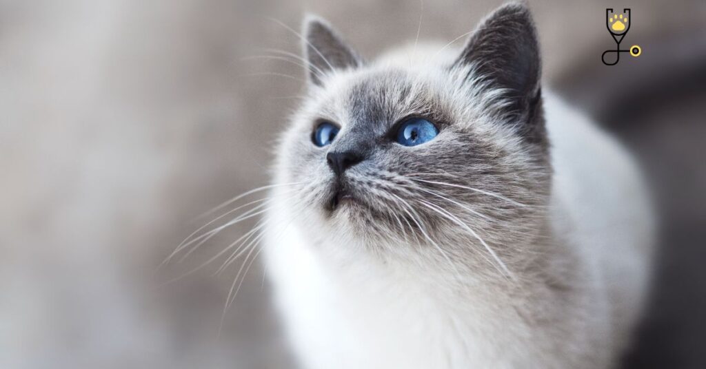 15 reasons why Cats Blink Their Eyes at You